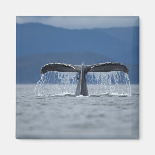 USA, Alaska, Tongass staatlicher Wald, Buckel Magnet