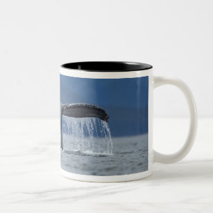 USA, Alaska, Tongass staatlicher Wald, Buckel Zweifarbige Tasse