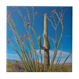 USA, Arizona. Cactus in Saguaro Fliese