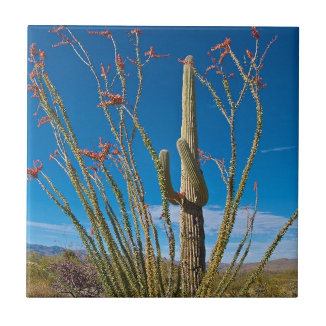 USA, Arizona. Cactus in Saguaro Fliese (Vorderseite)