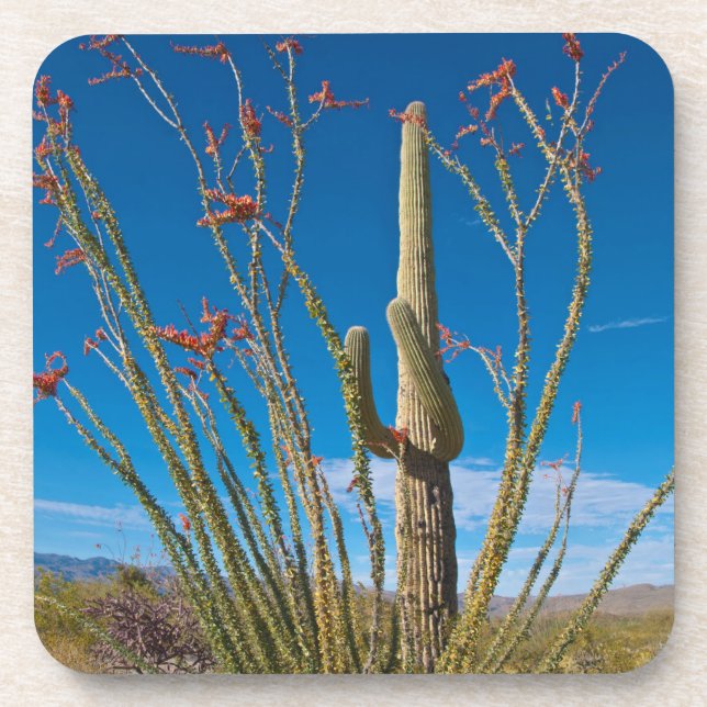 USA, Arizona. Cactus in Saguaro Getränkeuntersetzer (Vorderseite)