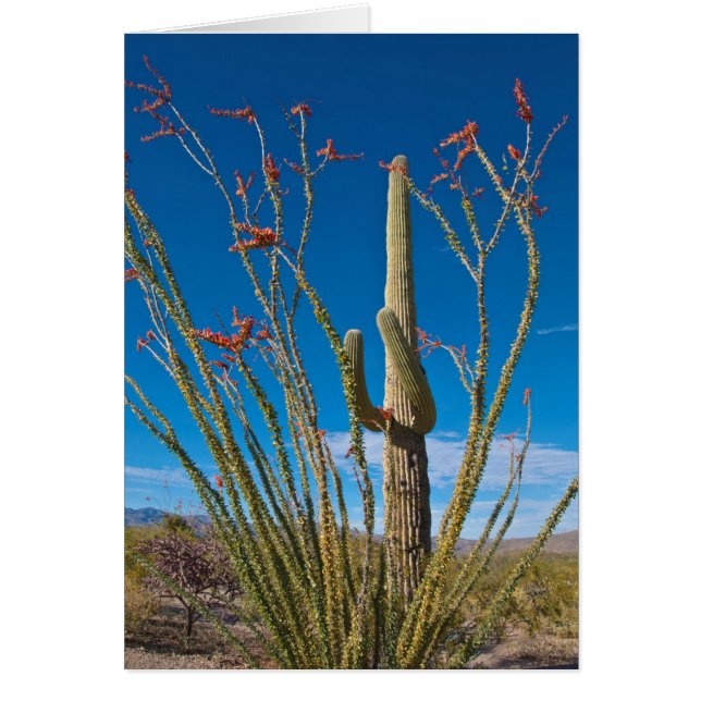 USA, Arizona. Cactus In Saguaro National Park (Vorne)