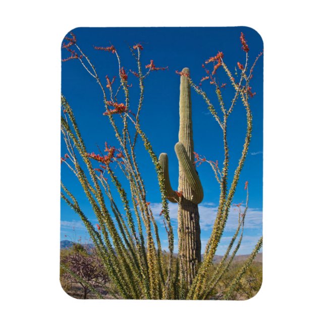 USA, Arizona. Cactus In Saguaro National Park Magnet (Vertikal)