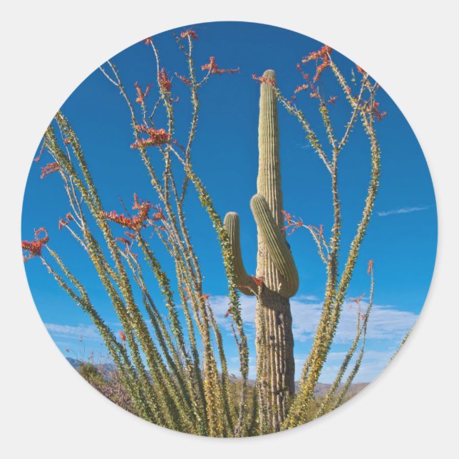 USA, Arizona. Cactus In Saguaro National Park Runder Aufkleber (Vorderseite)