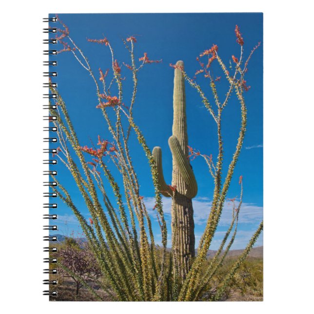 USA, Arizona. Cactus in Saguaro Notizblock (Vorderseite)
