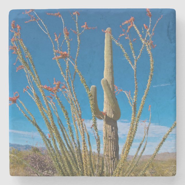 USA, Arizona. Cactus in Saguaro Steinuntersetzer (Vorderseite)
