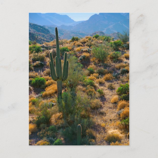 USA, Arizona. Desert View Postkarte (Vorderseite)