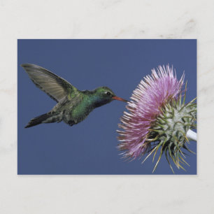 USA, Arizona. großflächig Postkarte