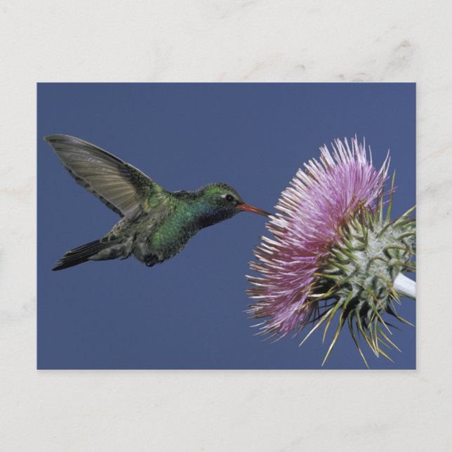 USA, Arizona. großflächig Postkarte (Vorderseite)