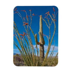 USA, Arizona. Kaktus im Saguaro-Nationalpark Magnet