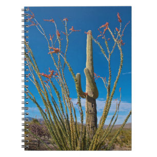 USA, Arizona. Kaktus im Saguaro-Nationalpark Notizblock