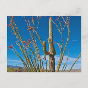 USA, Arizona. Kaktus im Saguaro-Nationalpark Postkarte