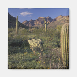 USA, Arizona, Organ Pipe National Monument. Magnet
