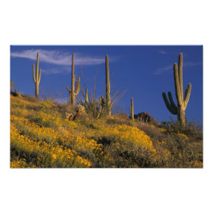 USA, Arizona, Orgelpfeife Cactus National 2 Fotodruck