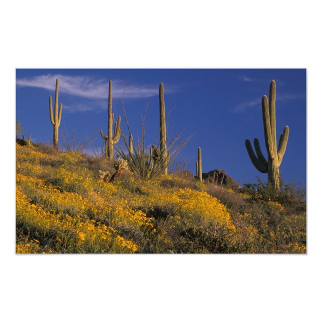 USA, Arizona, Orgelpfeife Cactus National 2 Fotodruck (Vorne)