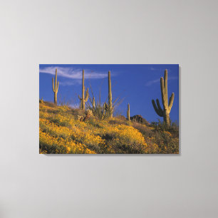 USA, Arizona, Orgelpfeife Cactus National 2 Leinwanddruck
