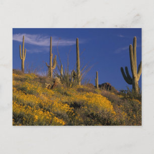 USA, Arizona, Orgelpfeife Cactus National 2 Postkarte