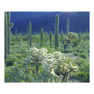 USA, Arizona, Orgelpfeife Cactus National Fotodruck