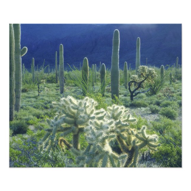 USA, Arizona, Orgelpfeife Cactus National Fotodruck (Vorne)
