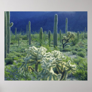 USA, Arizona, Orgelpfeife Cactus National Poster