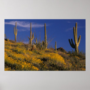 USA, Arizona, Orgelpipe Cactus National 2 Poster