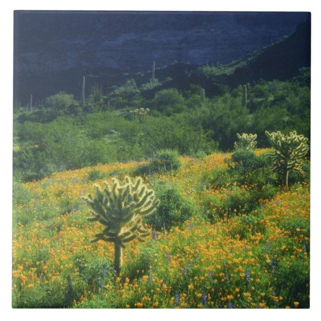 USA, Arizona, Orgelpipe Cactus National Fliese (Vorderseite)