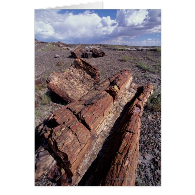 USA, Arizona, Petrified Forest National Park, 2 (Vorne)