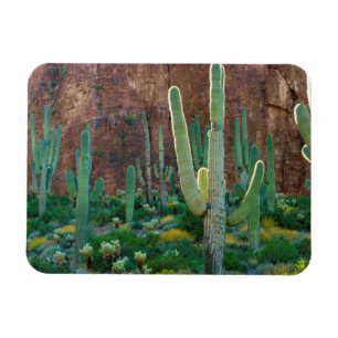 USA, Arizona. Saguaro Cactus field by Cliff Magnet