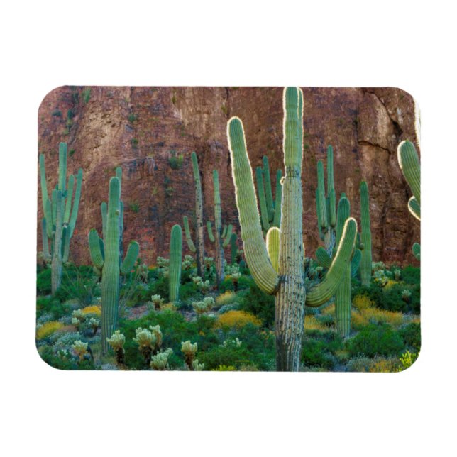 USA, Arizona. Saguaro Cactus field by Cliff Magnet (Horizontal)