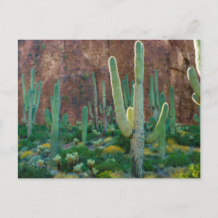 USA, Arizona. Saguaro-Kaktusfeld an einer Klippe Postkarte