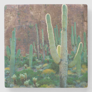 USA, Arizona. Saguaro-Kaktusfeld an einer Klippe Steinuntersetzer