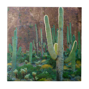 USA, Arizona. Saguaro-Kaktusfeld durch eine Klippe Fliese