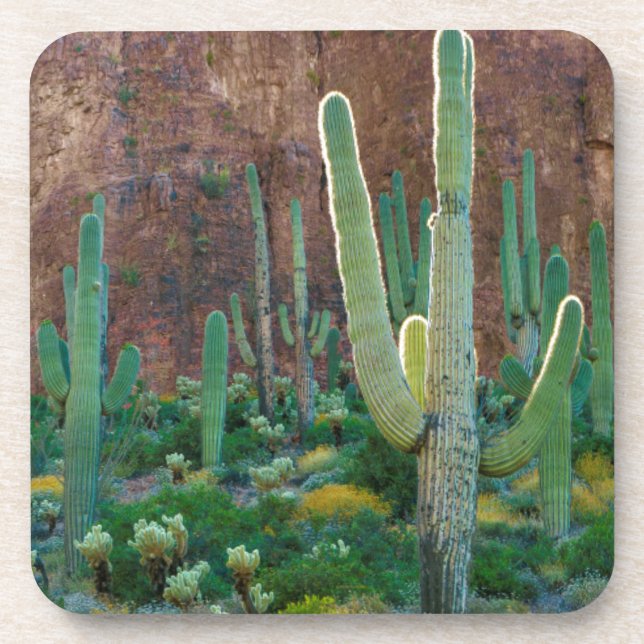 USA, Arizona. Saguaro-Kaktusfeld durch eine Klippe Getränkeuntersetzer (Vorderseite)
