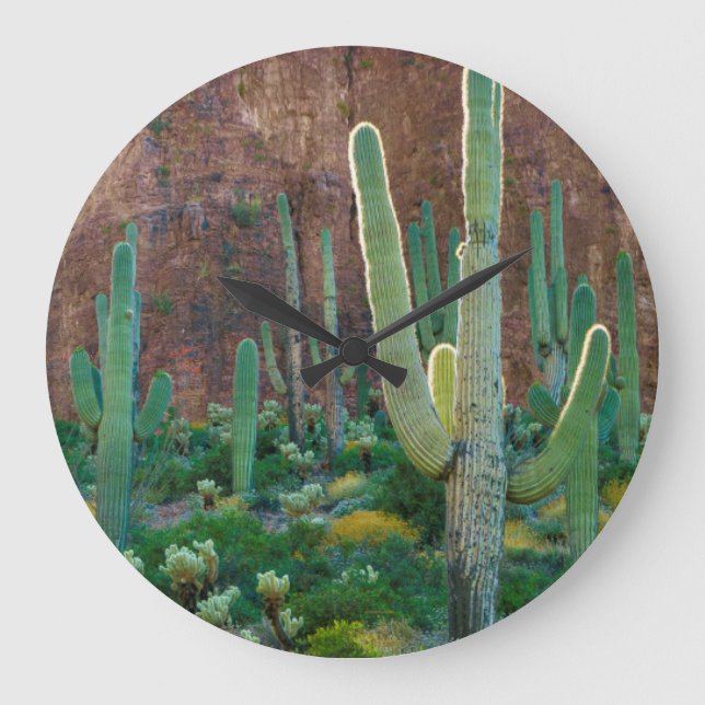 USA, Arizona. Saguaro-Kaktusfeld durch eine Klippe Große Wanduhr (Vorderseite)