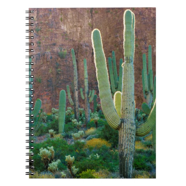 USA, Arizona. Saguaro-Kaktusfeld durch eine Klippe Notizblock (Vorderseite)