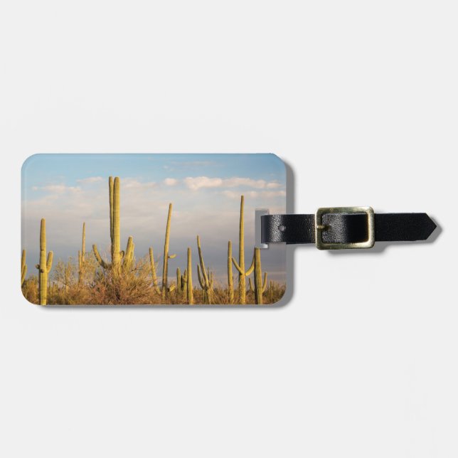 USA, Arizona, Saguaro National Park, Saguaro Gepäckanhänger (Vorderseite horizontal)