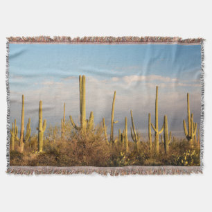 USA, Arizona, Saguaro-Nationalpark, Saguaro Decke