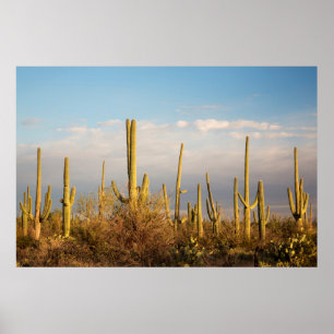 USA, Arizona, Saguaro-Nationalpark, Saguaro Poster