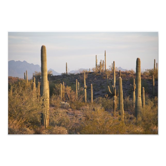 USA, Arizona, Sonoran Desert, Ajo, Ajo 2 Fotodruck (Vorne)