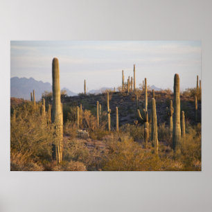 USA, Arizona, Sonoran Desert, Ajo, Ajo 2 Poster