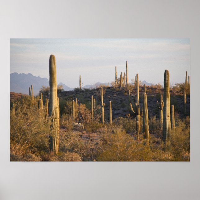 USA, Arizona, Sonoran Desert, Ajo, Ajo 2 Poster (Vorne)