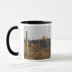 USA, Arizona, Sonoran Desert, Ajo, Ajo 2 Tasse