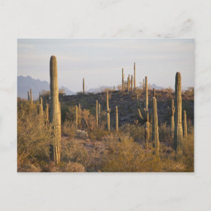 USA, Arizona, Sonoran-Wüste, Ajo, Ajo 2 Postkarte