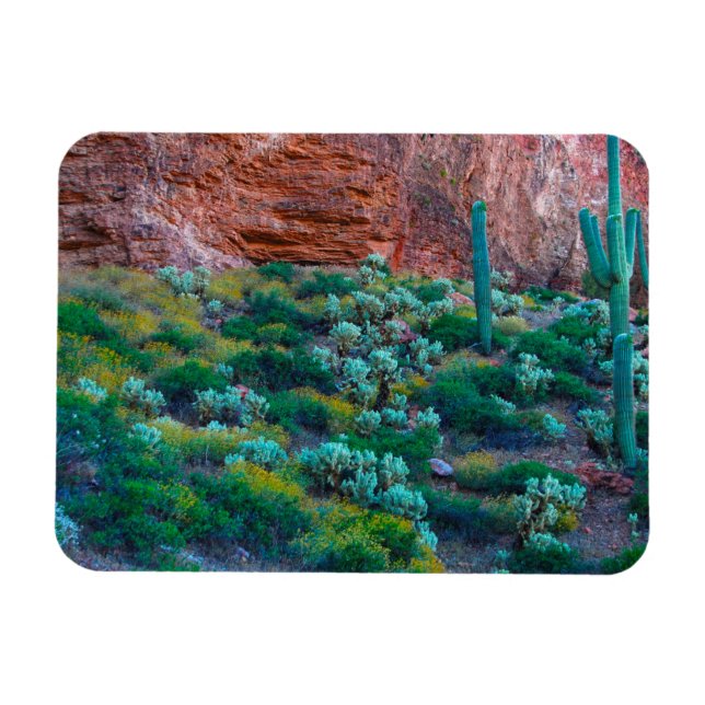 USA, Arizona. Wüste Flora Magnet (Horizontal)