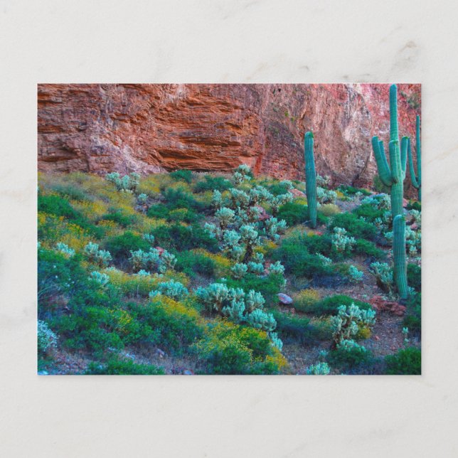 USA, Arizona. Wüste Flora Postkarte (Vorderseite)