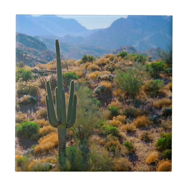 USA, Arizona. Wüstenansicht Fliese (Vorderseite)