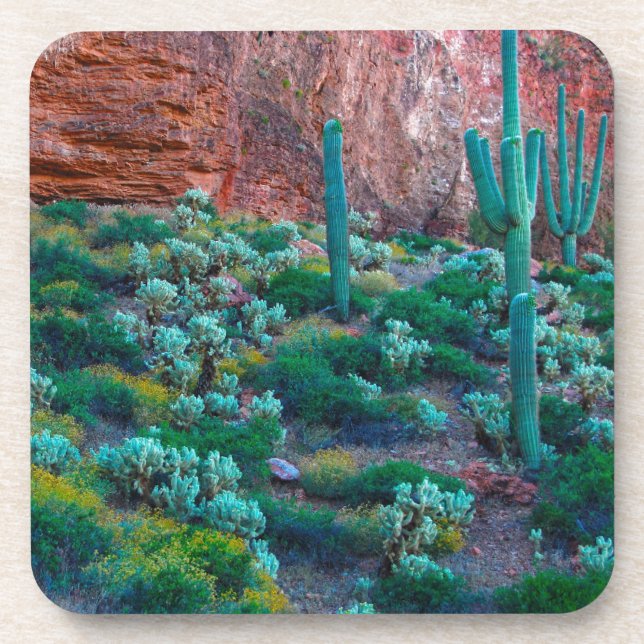 USA, Arizona. Wüstenflora Getränkeuntersetzer (Vorderseite)