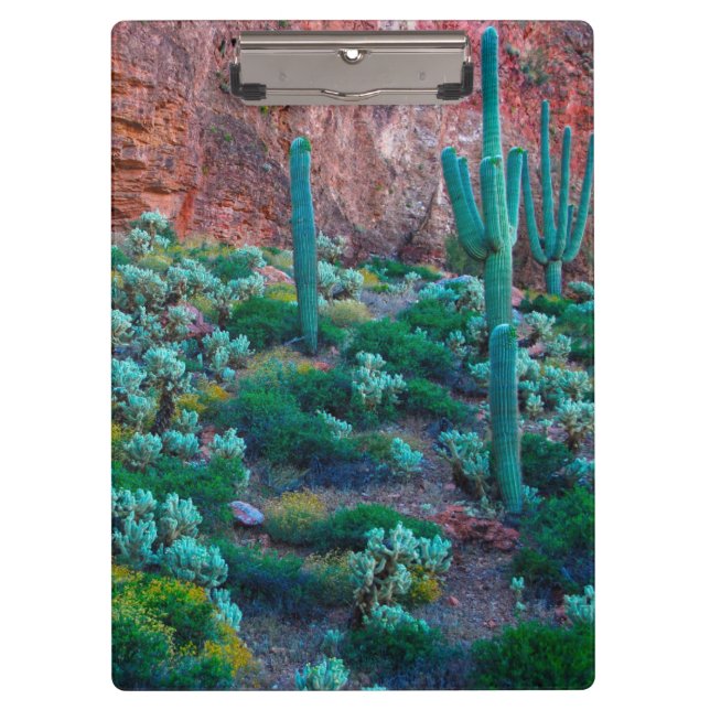 USA, Arizona. Wüstenflora Klemmbrett (Vorderseite)