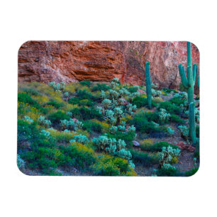 USA, Arizona. Wüstenflora Magnet
