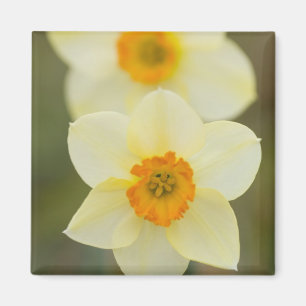 USA, Arlington, Virginia, Nahe von Weiß Magnet